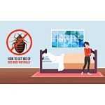 get rid of bed bugs