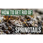 get rid of springtails
