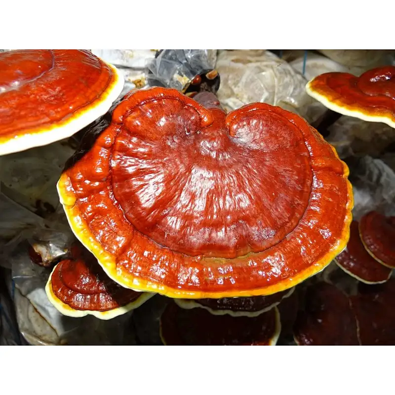 Reishi Mushroom Extract