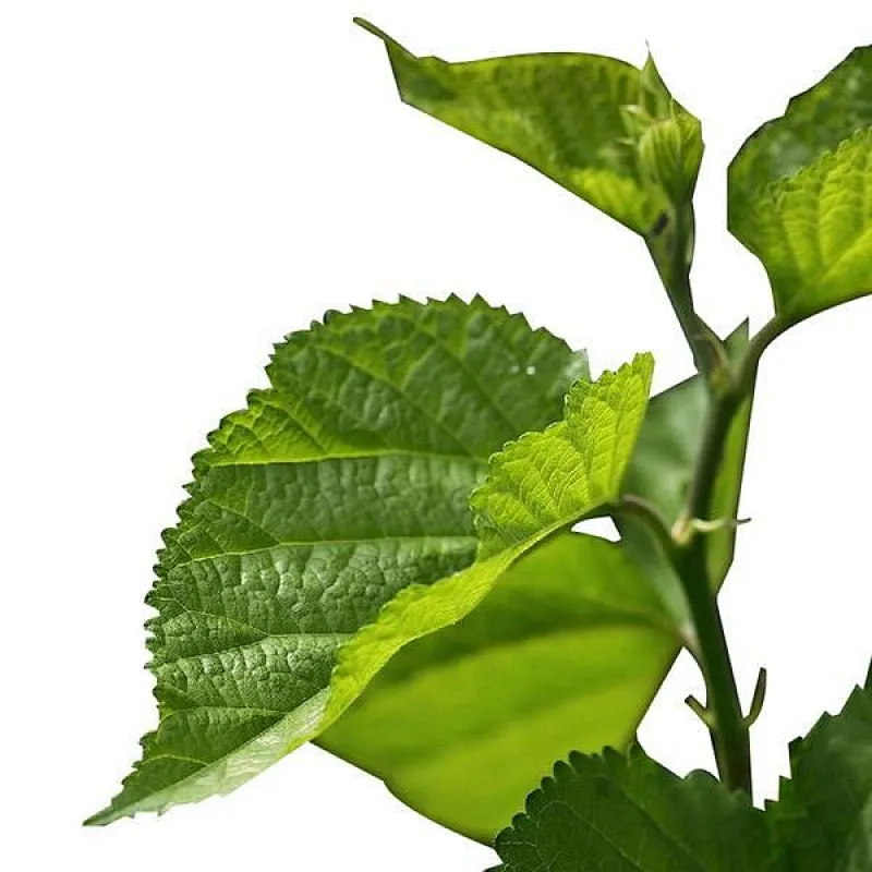 Mulberry Leaf Powder