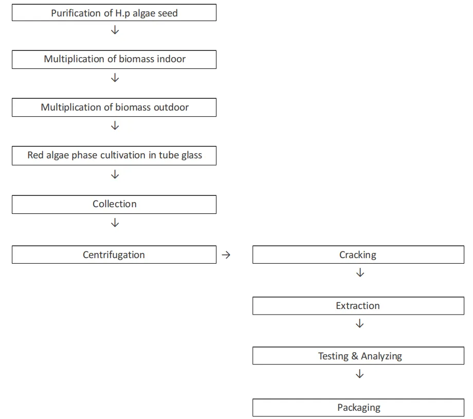 雨生红球藻流程图 Haematococcus Pluvialis Process Flow