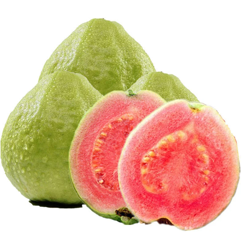 Guava SD Powder