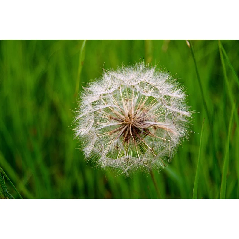 Mongolian Dandelion Herb Extract