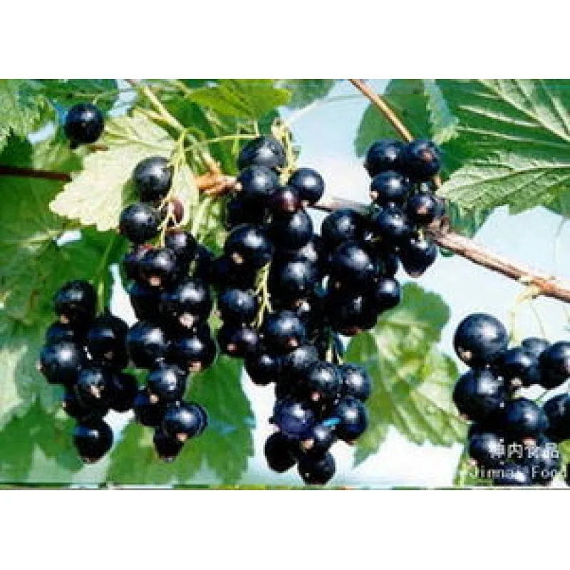 Black Currant Extract
