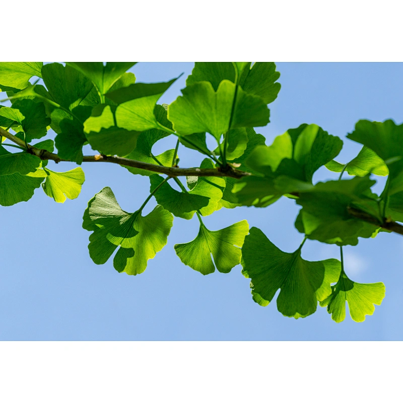 Ginkgo Biloba Extract