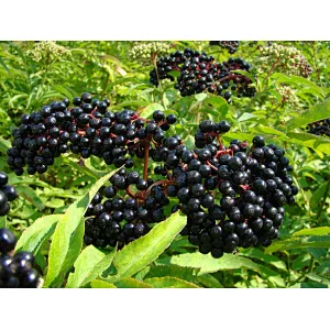 Organic Elderberry Extract
