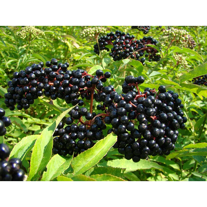 Organic Elderberry Extract