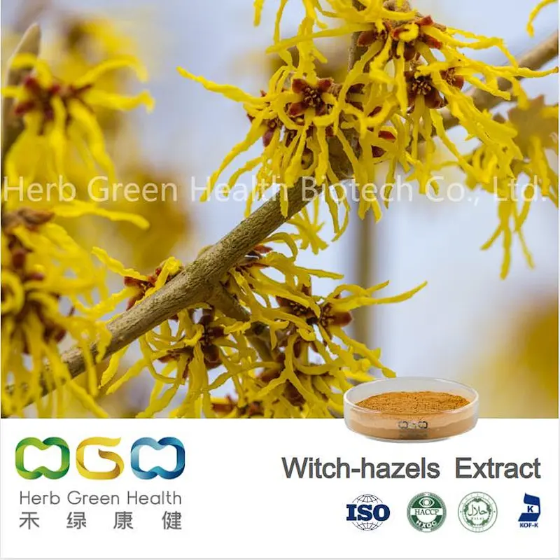 Witch Hazels Extract