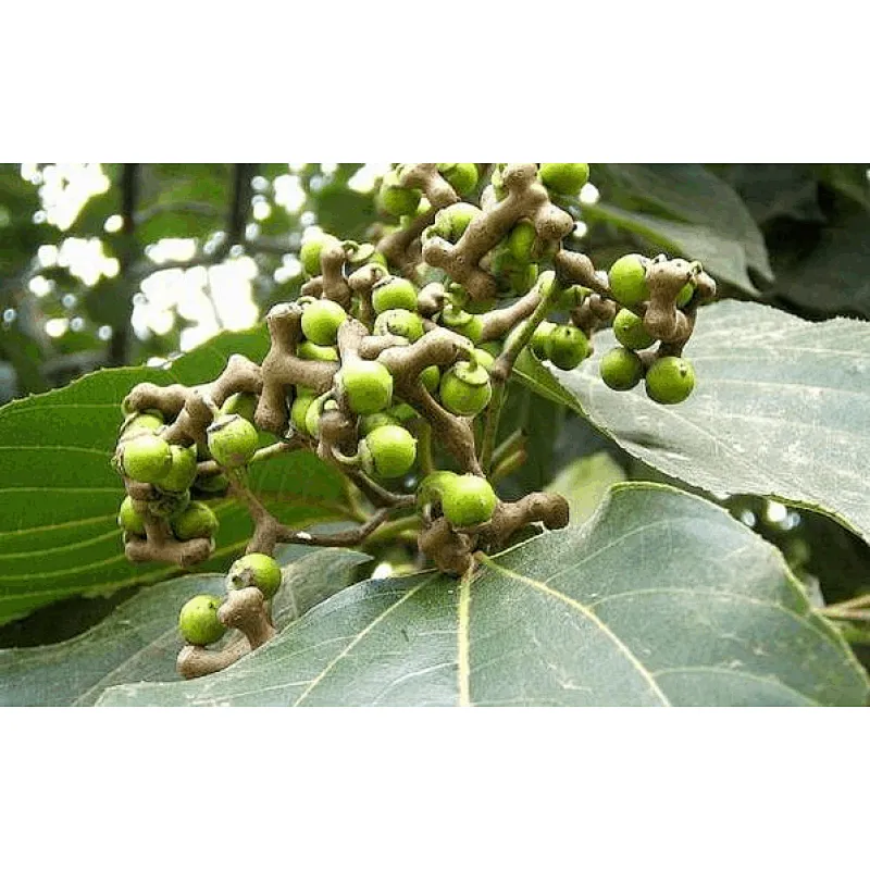Hovenia Dulcis Extract