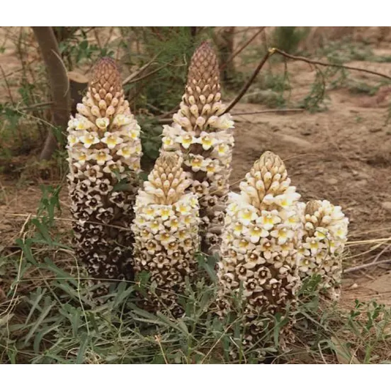 Cistanche Tubulosa Extract