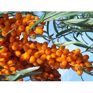 Sea Buckthorn Extract
