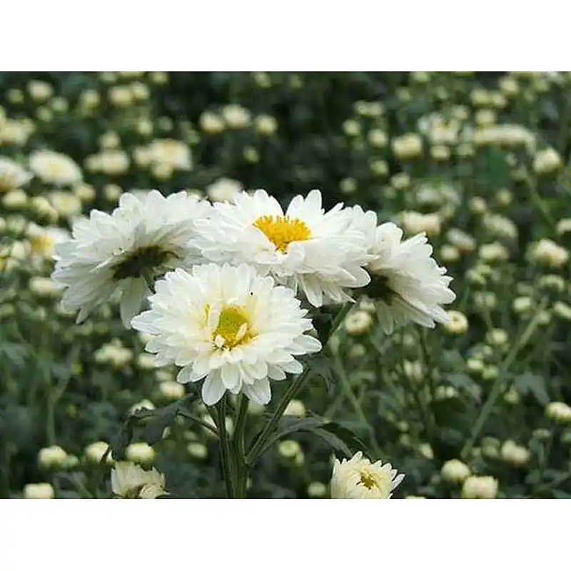Instant Chrysanthemum Powder