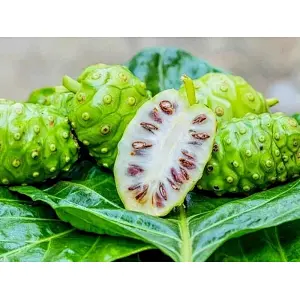Noni SD Powder