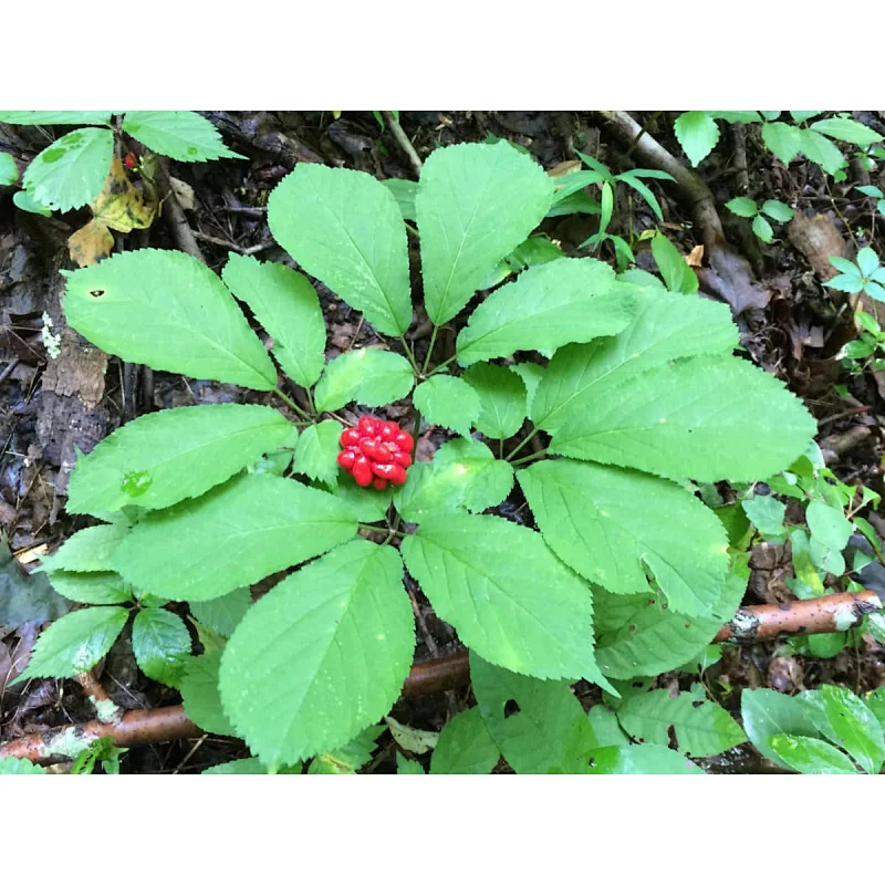 Panax Ginseng Leaf Extract