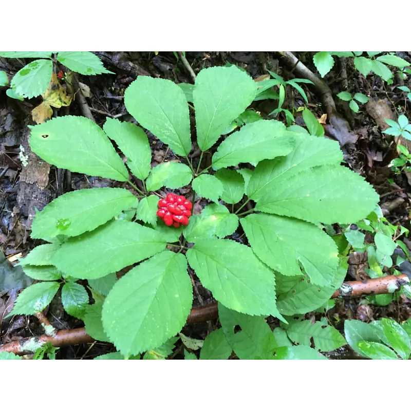 Panax Ginseng Leaf Extract