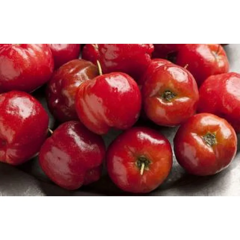 Acerola SD Powder