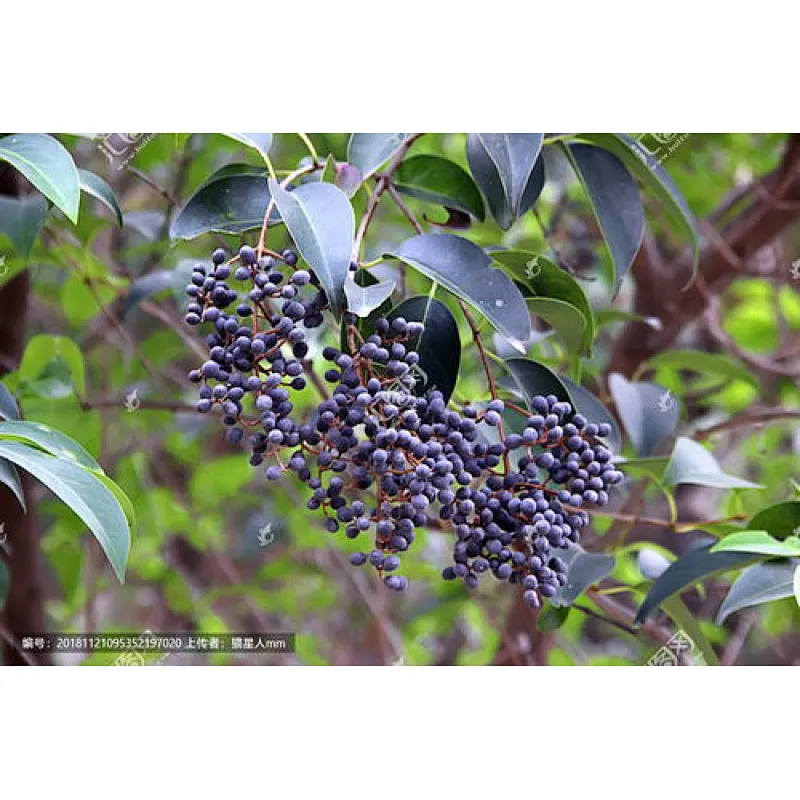 Glossy Privet Fruit Extract