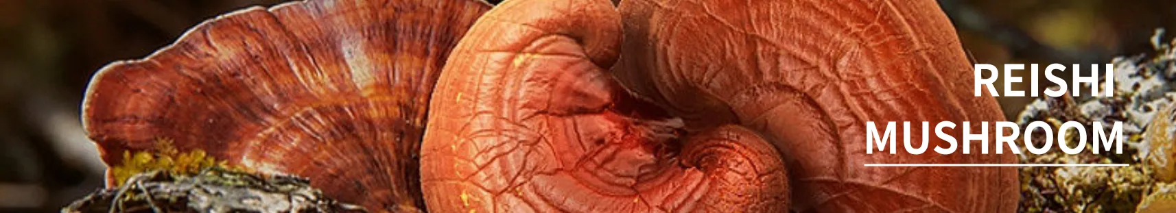 Organic Reishi Mushroom Extract