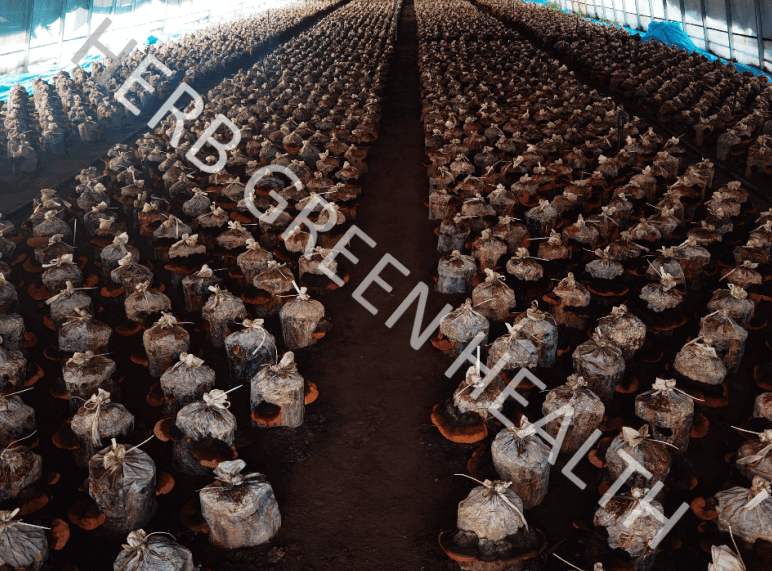 Organic Reishi Mushroom Extract