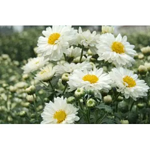 Chrysanthemum Extract
