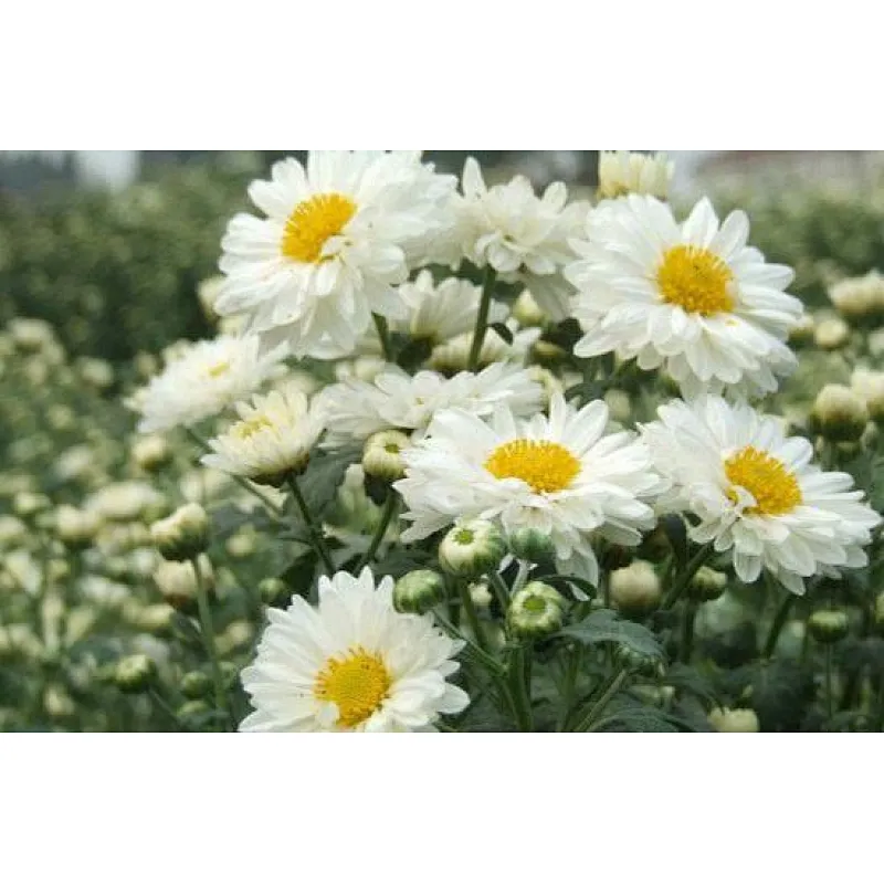 Chrysanthemum Extract