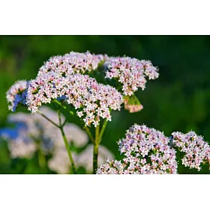 Organic Valerian Extract