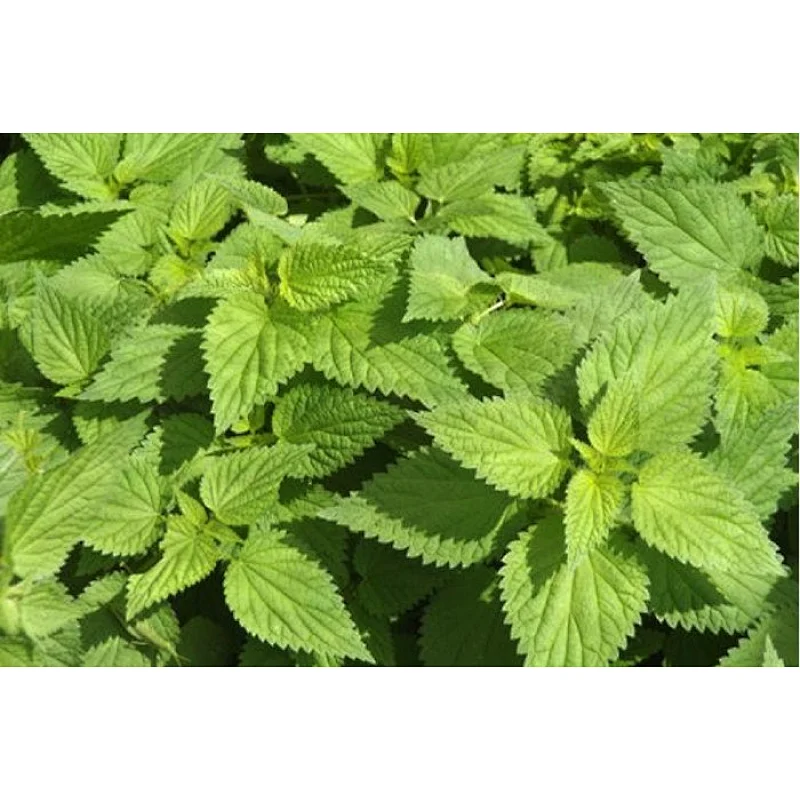 Nettle Leaf Powder