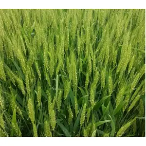 Organic Wheatgrass Juice Powder