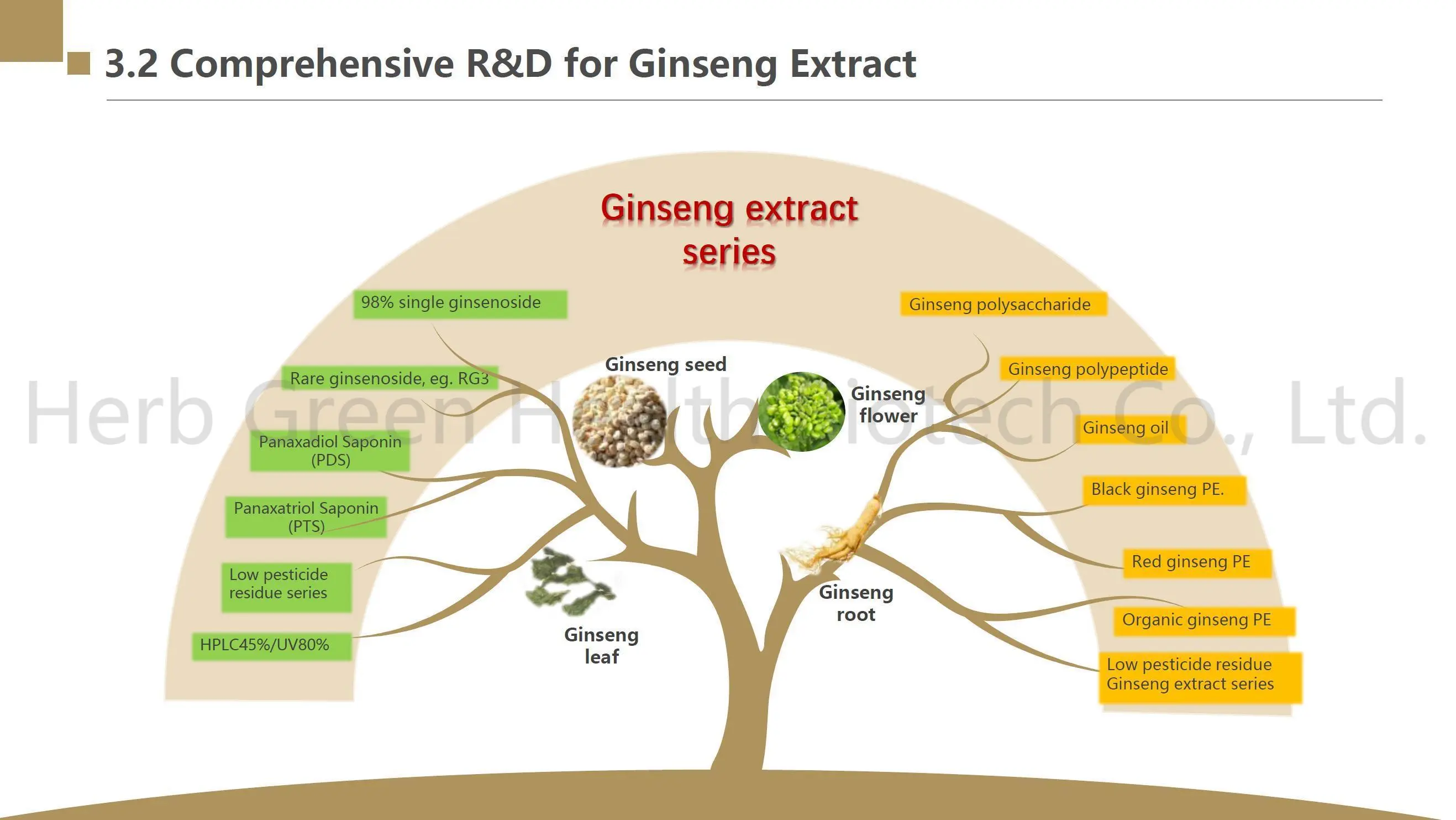 Organic Panax Ginseng Extract