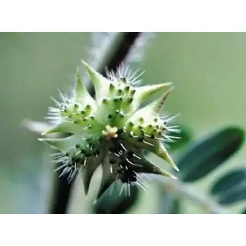 Tribulus Terrestris Extract