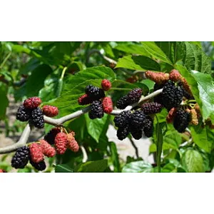 Mulberry Extract