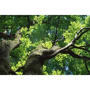Slippery Elm Bark Powder