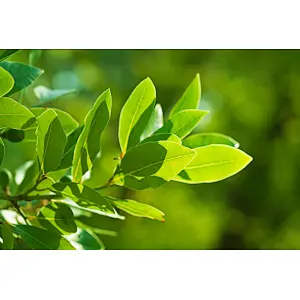 Bay Leaf Powder