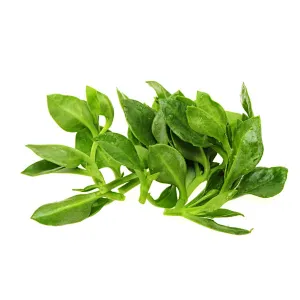 Andrographis Extract