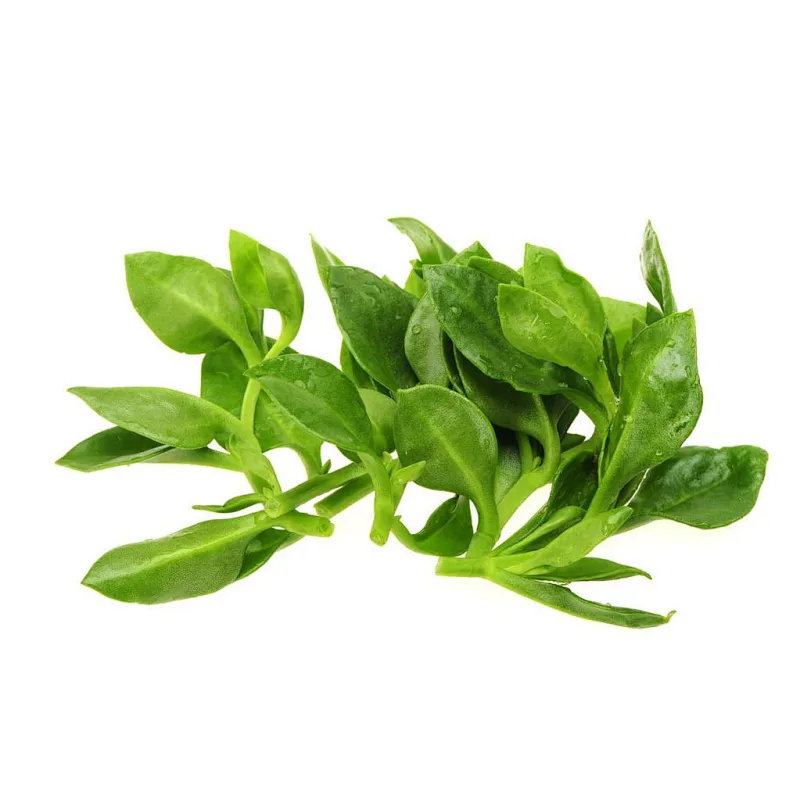 Andrographis Extract