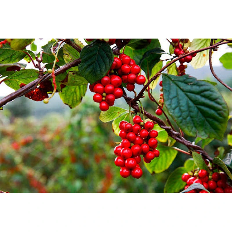 Organic Schisandra Berry Powder