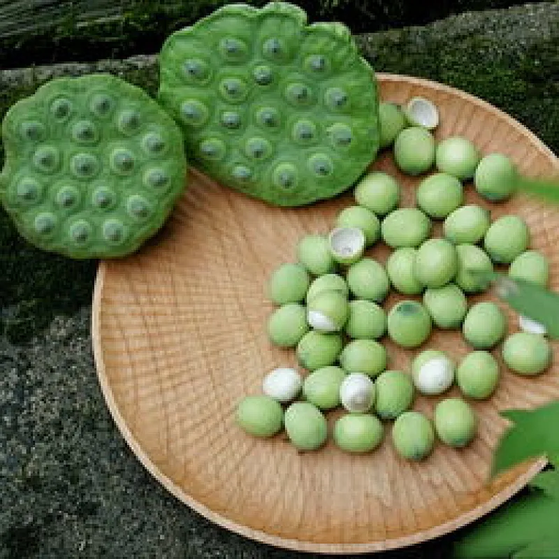 Lotus Seed Extract
