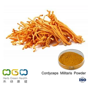 Cordyceps Militaris Powder