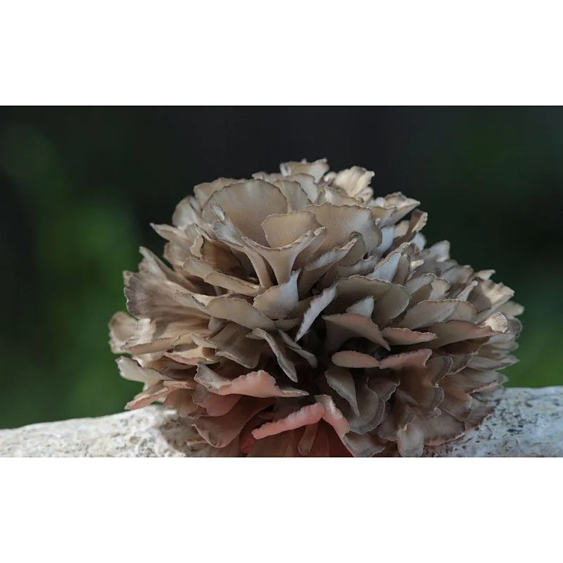 Maitake Mushroom Extract