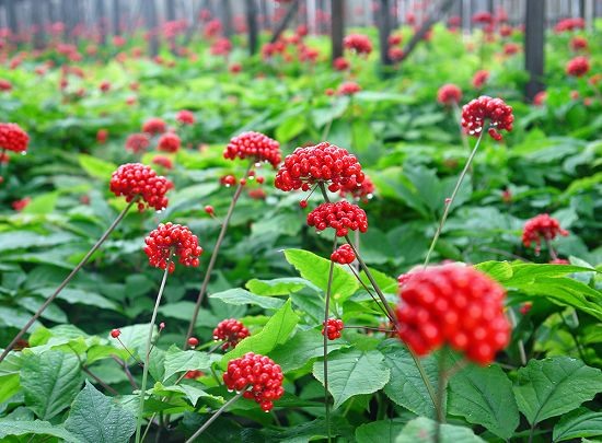 Panax Ginseng Extract