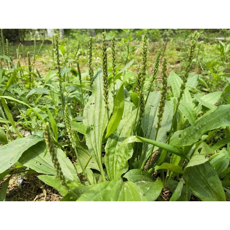 Semen Plantaginis Extract