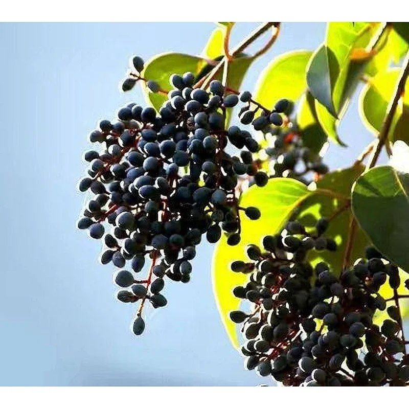 Chasteberry Fruit Extract