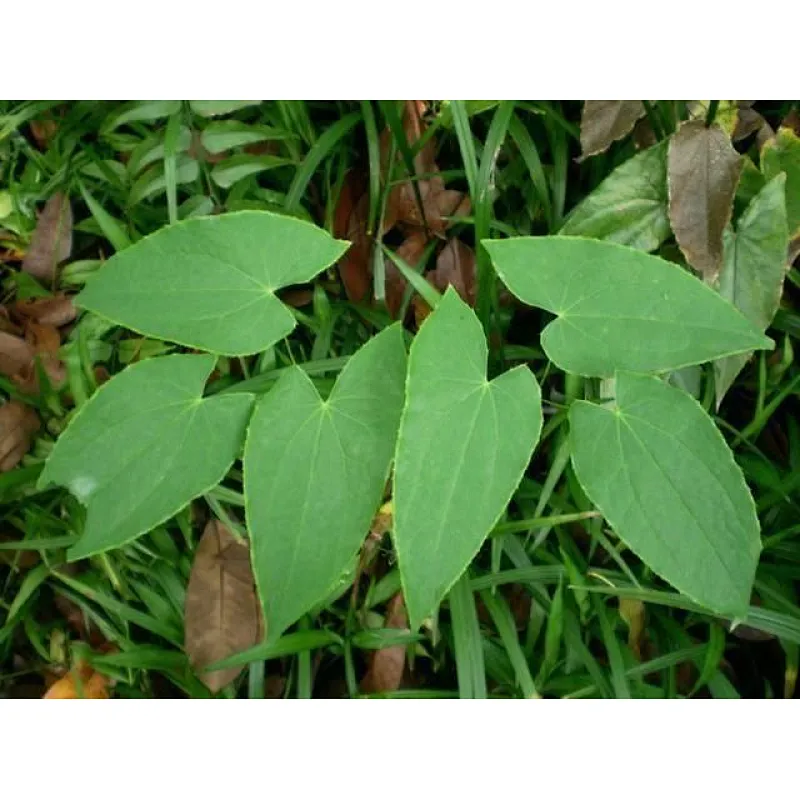Epimedium Extract