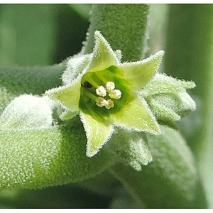 Ashwagandha Extract