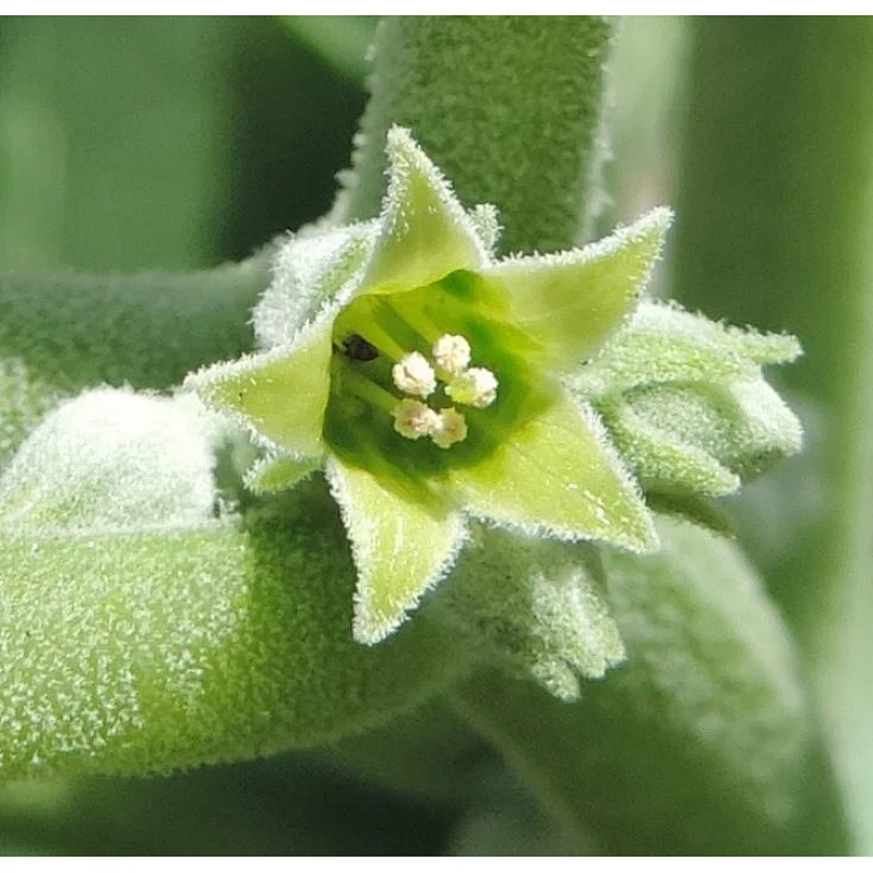 Ashwagandha Extract