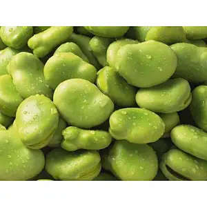 Broad Bean Protein