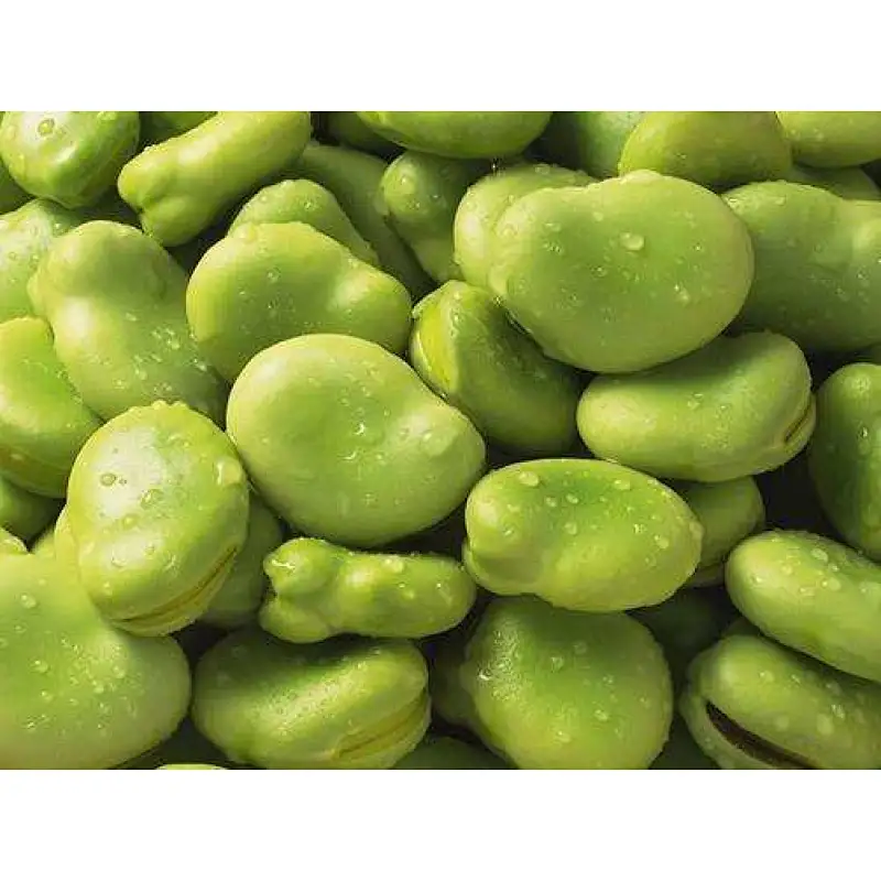 Broad Bean Protein
