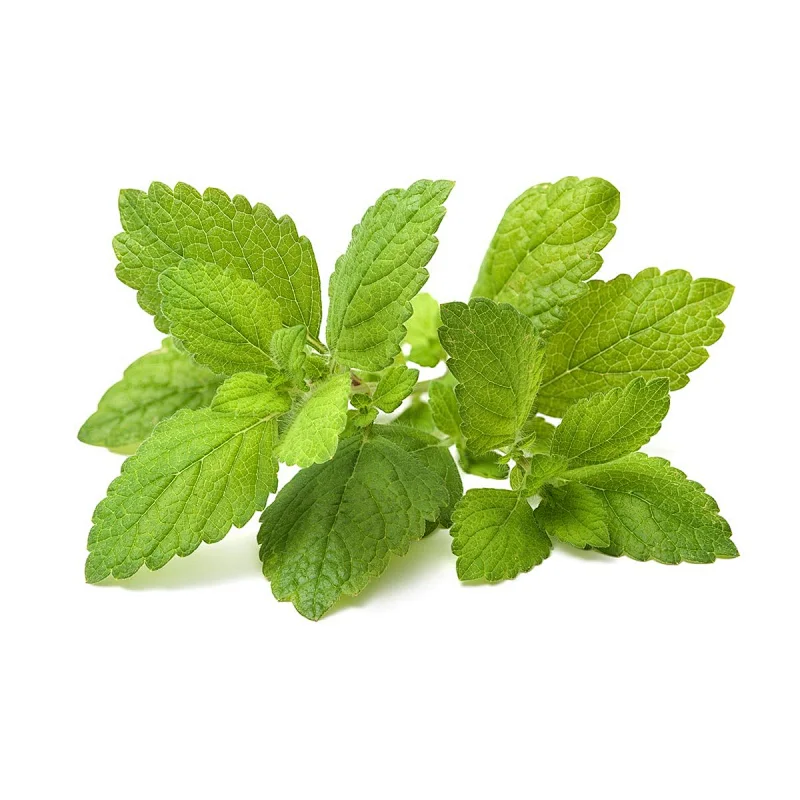 Lemon Balm