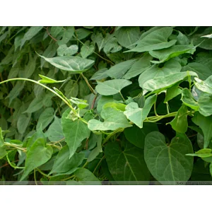 Tuber Fleeceflower Stem Extract