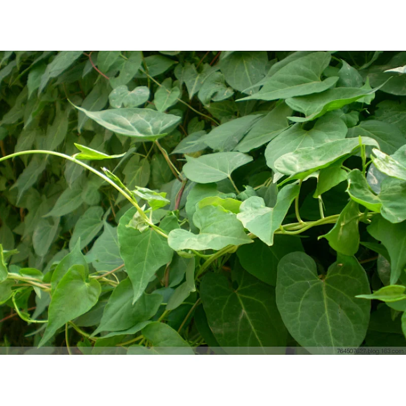 Tuber Fleeceflower Stem Extract